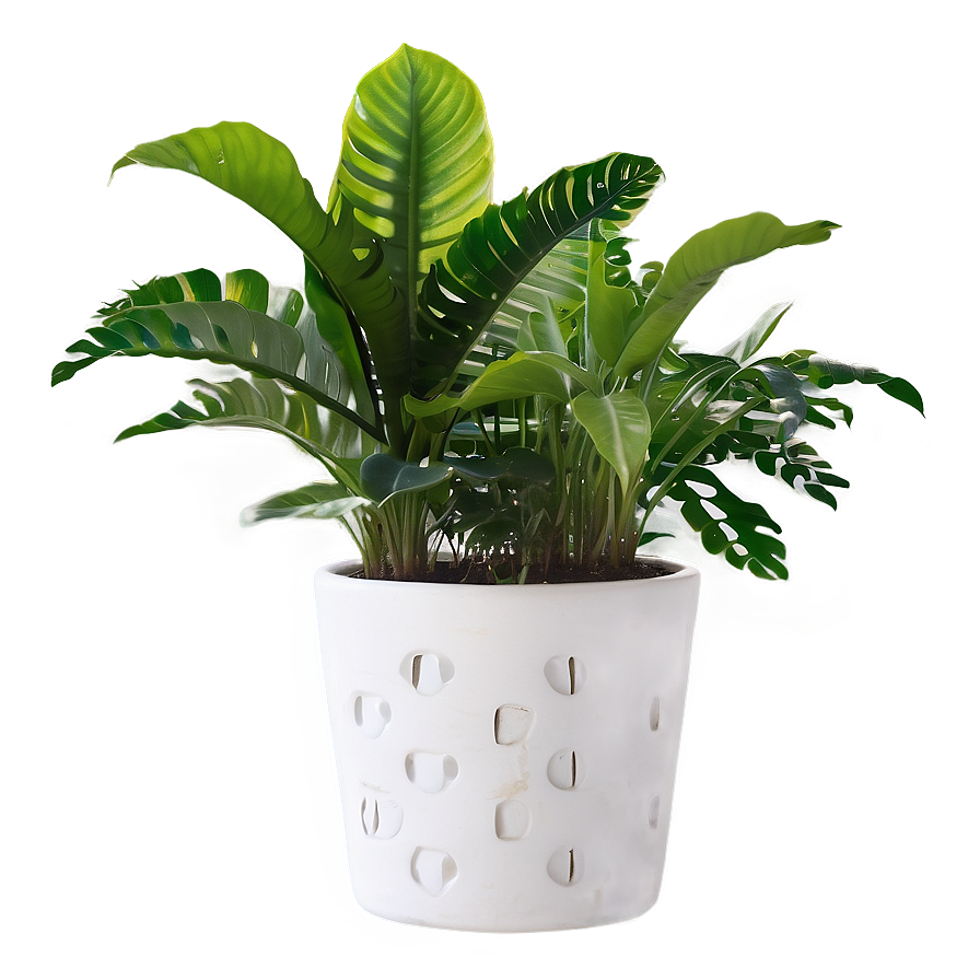 Indoor Plants For Health Png Onp90