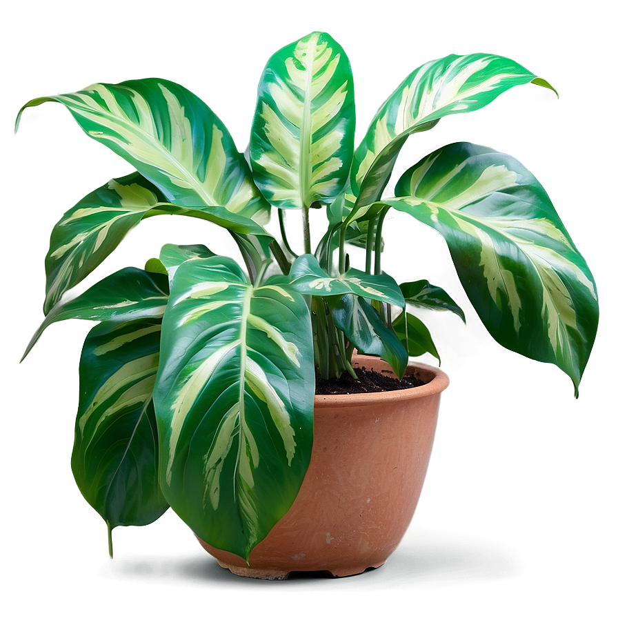 Indoor Plants With Big Leaves Png 59