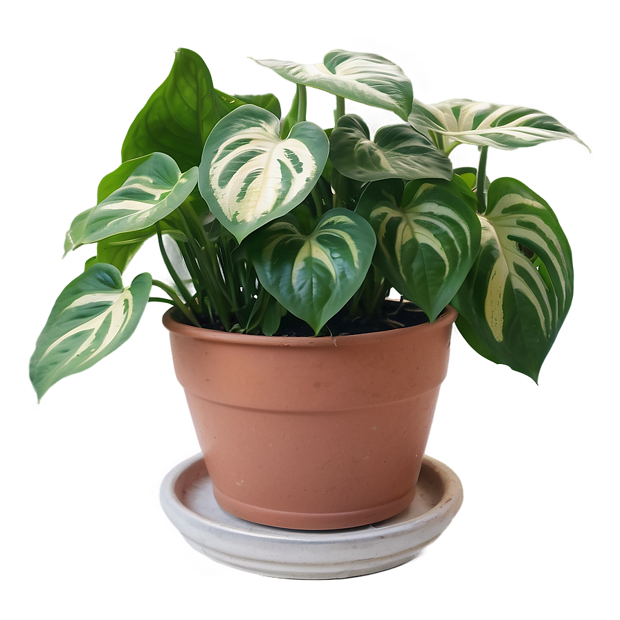 Indoor Pothos Gardening Tips Png 54