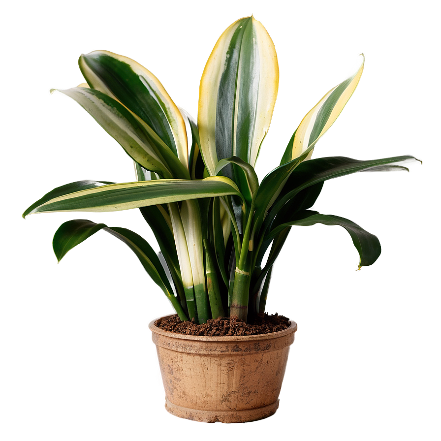 Indoor Snake Plant Png 06122024