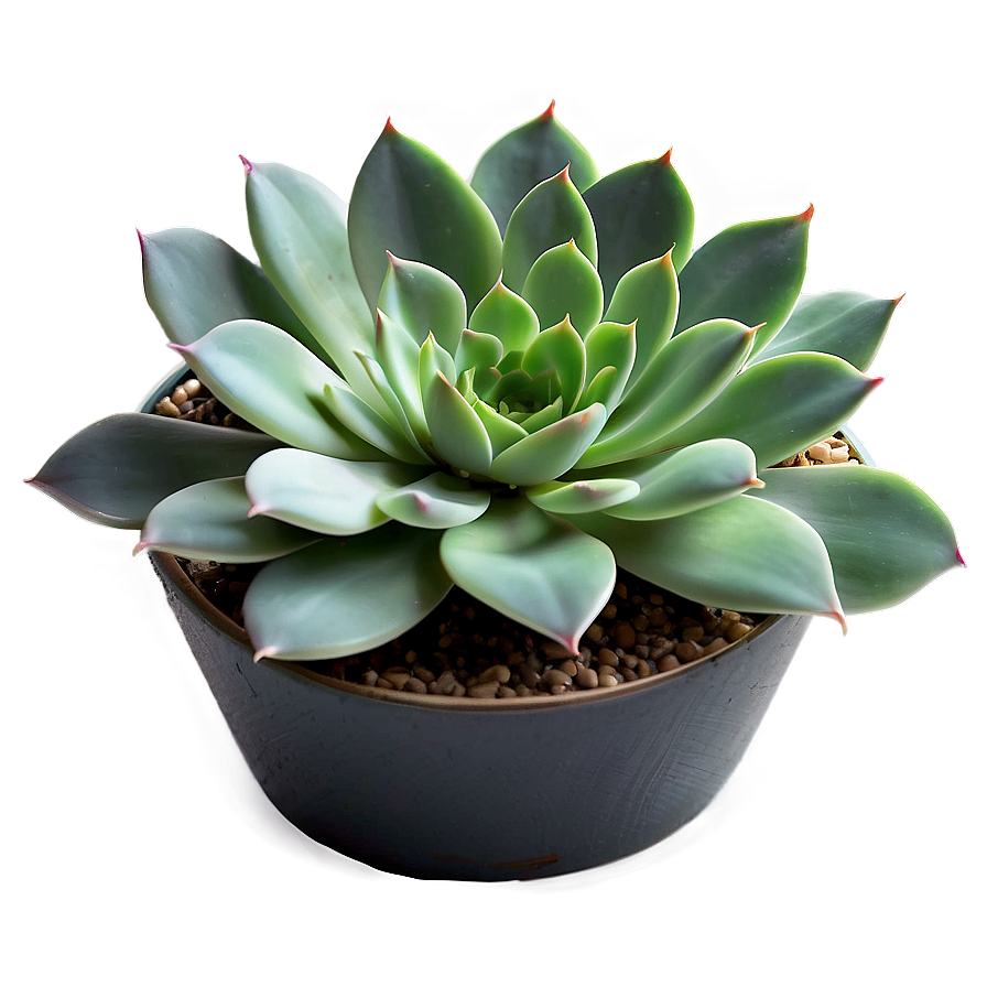 Indoor Succulent Png 64