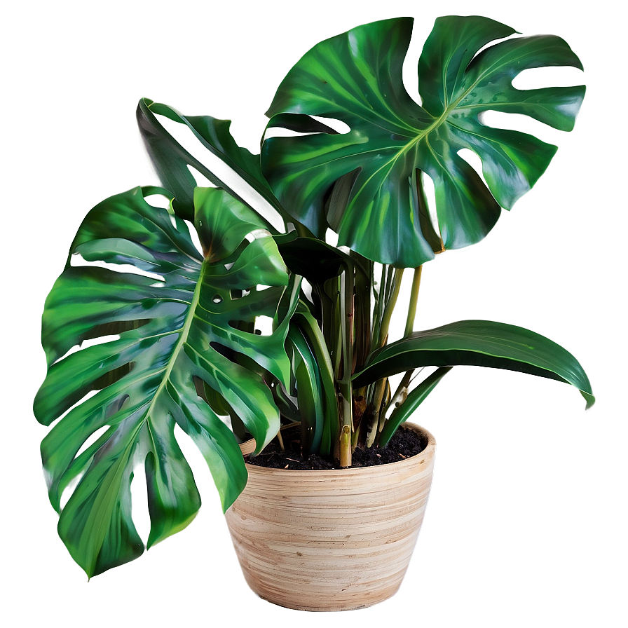 Indoor Tropical Plants Png 06252024