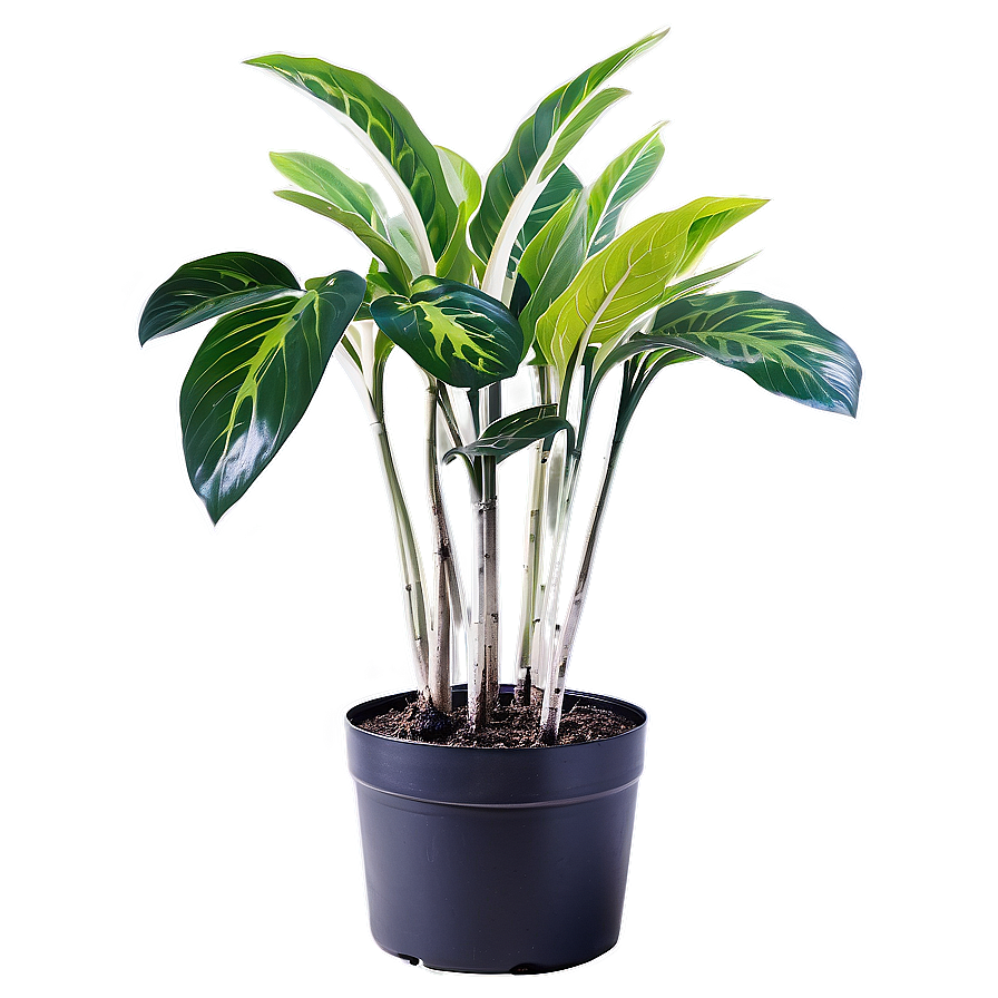 Indoor Winter Plants Png 39