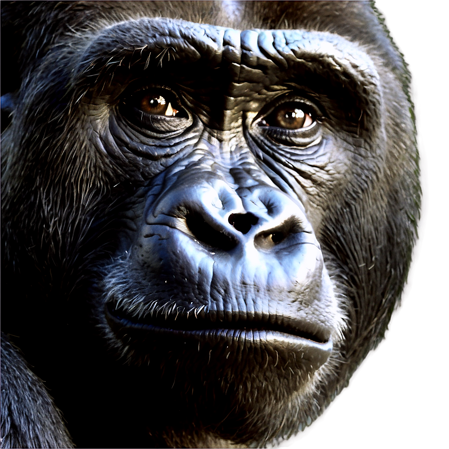 Inquisitive Gorilla Face Png 05212024