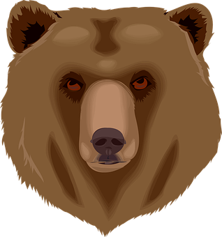 Intense Brown Bear Face Illustration