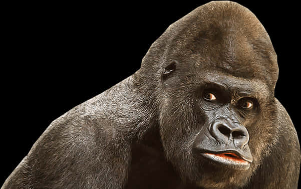 Intense Gorilla Portrait