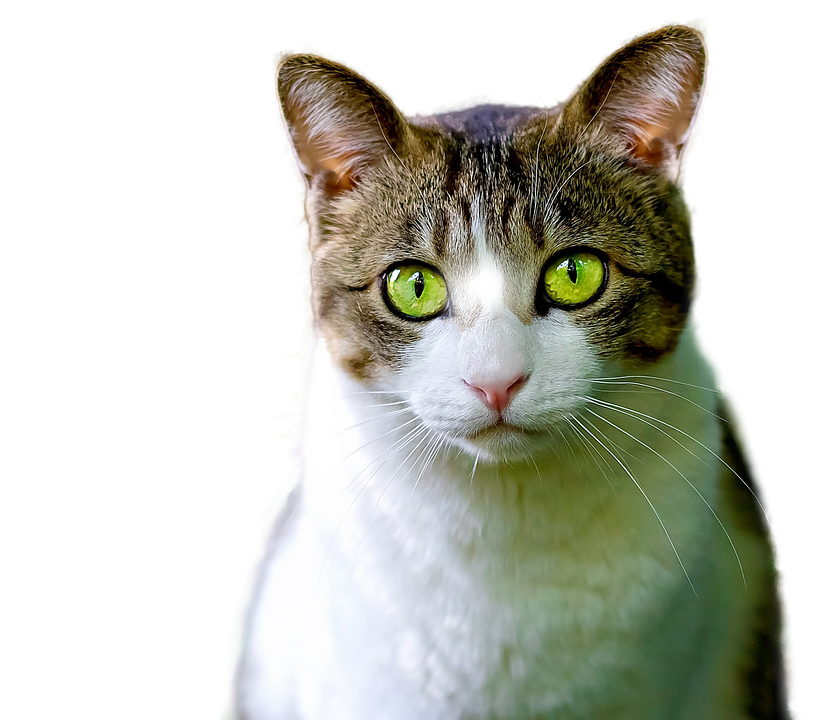 Intense Green Eyes Cat Portrait