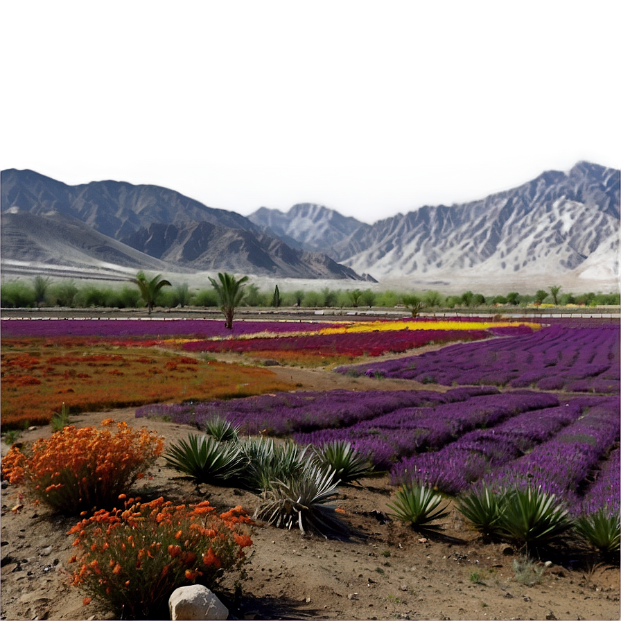 Iranian Saffron Fields Png 44