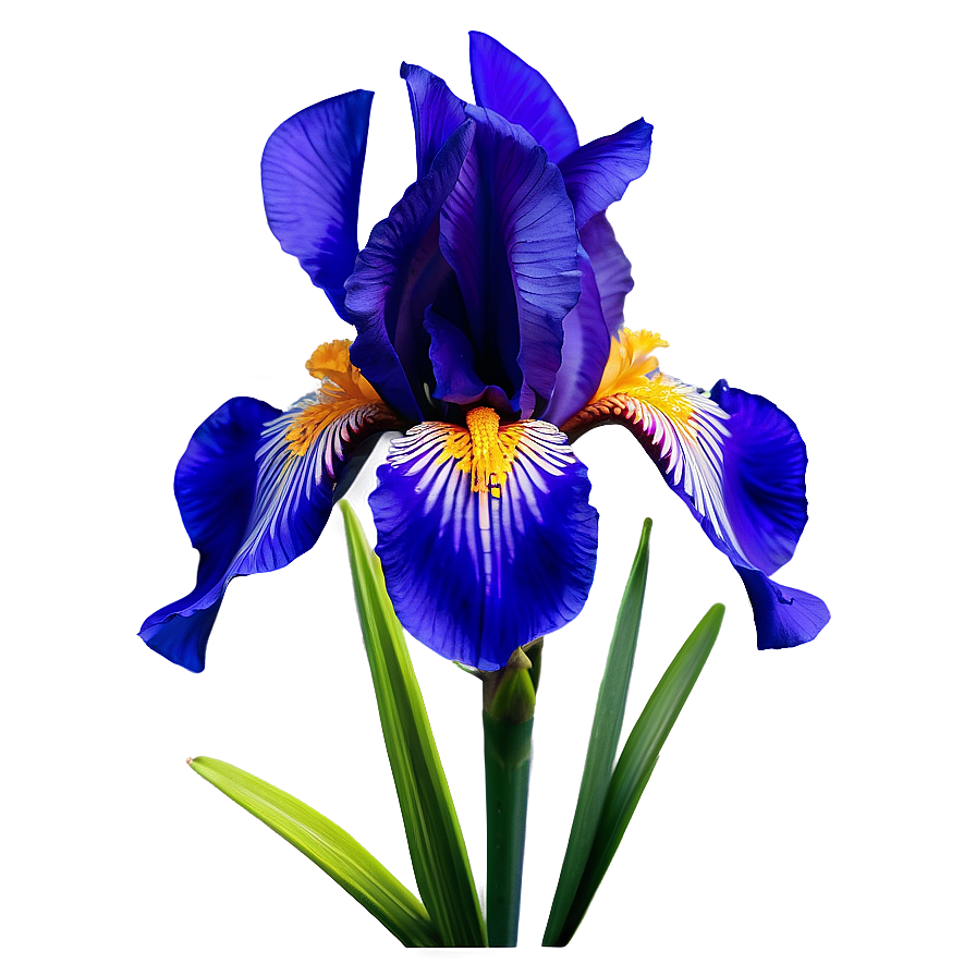 Iris Flower Bush Png 51