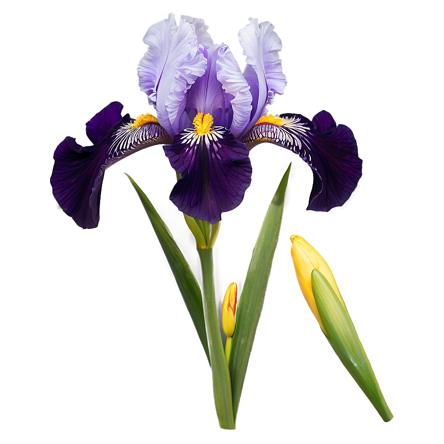 Iris Flower Png 06122024