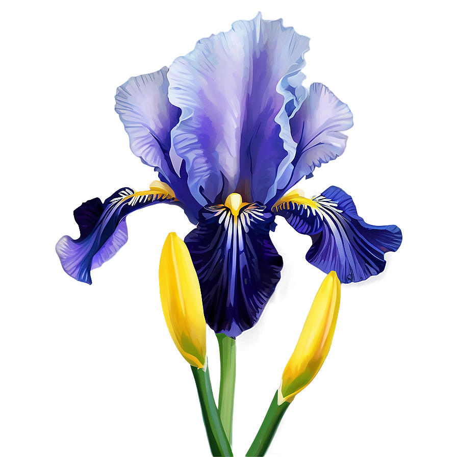 Iris Flower Png Apv91