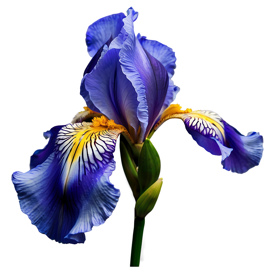 Iris Flower Png Ssq