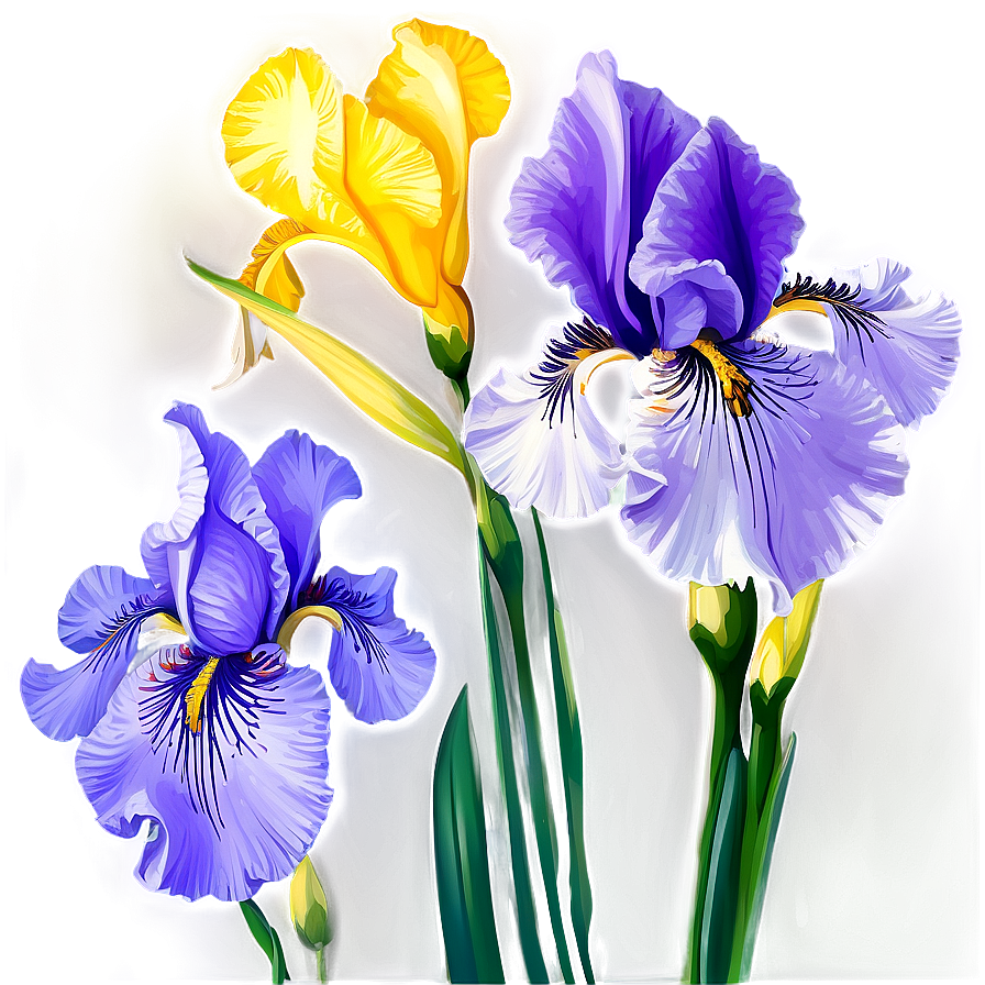 Iris Flower Transparent Png Bxe45