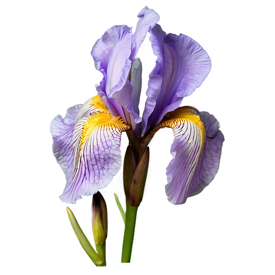 Iris Petal Closeup Png 06122024