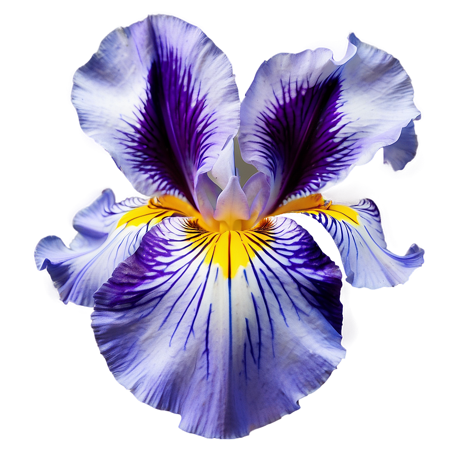 Iris Petal Closeup Png 90