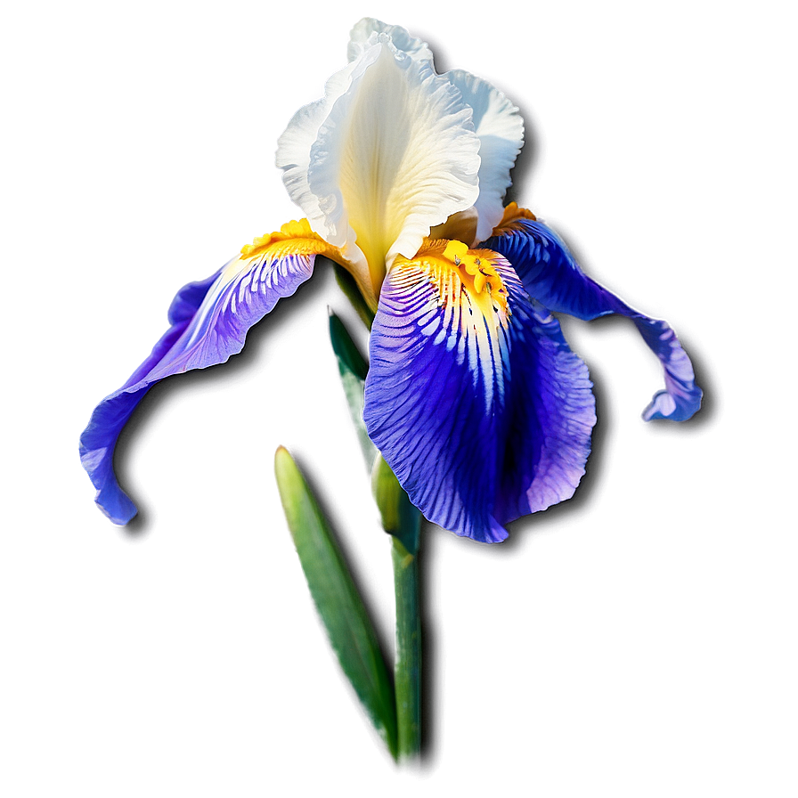 Iris Tattoo Inspiration Png 06122024