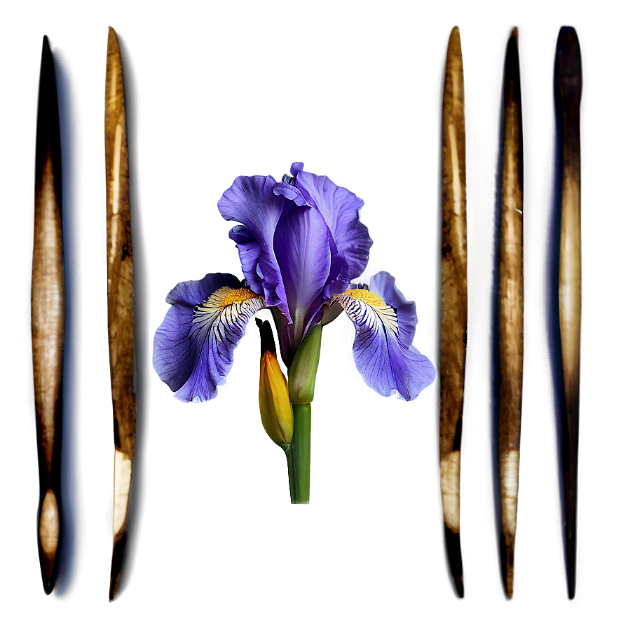 Iris Tattoo Inspiration Png Ntq