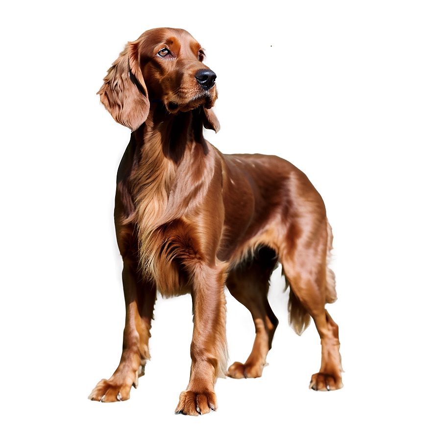 Irish Setter Dog Png Aet