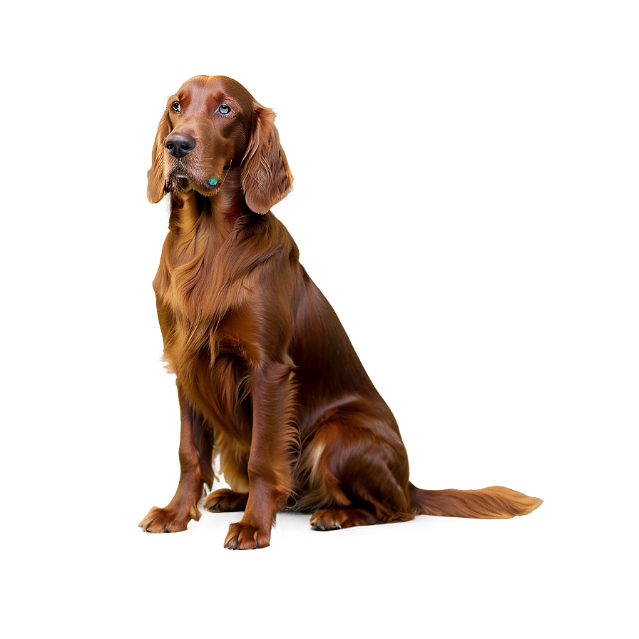 Irish Setter Dog Png Xcb67