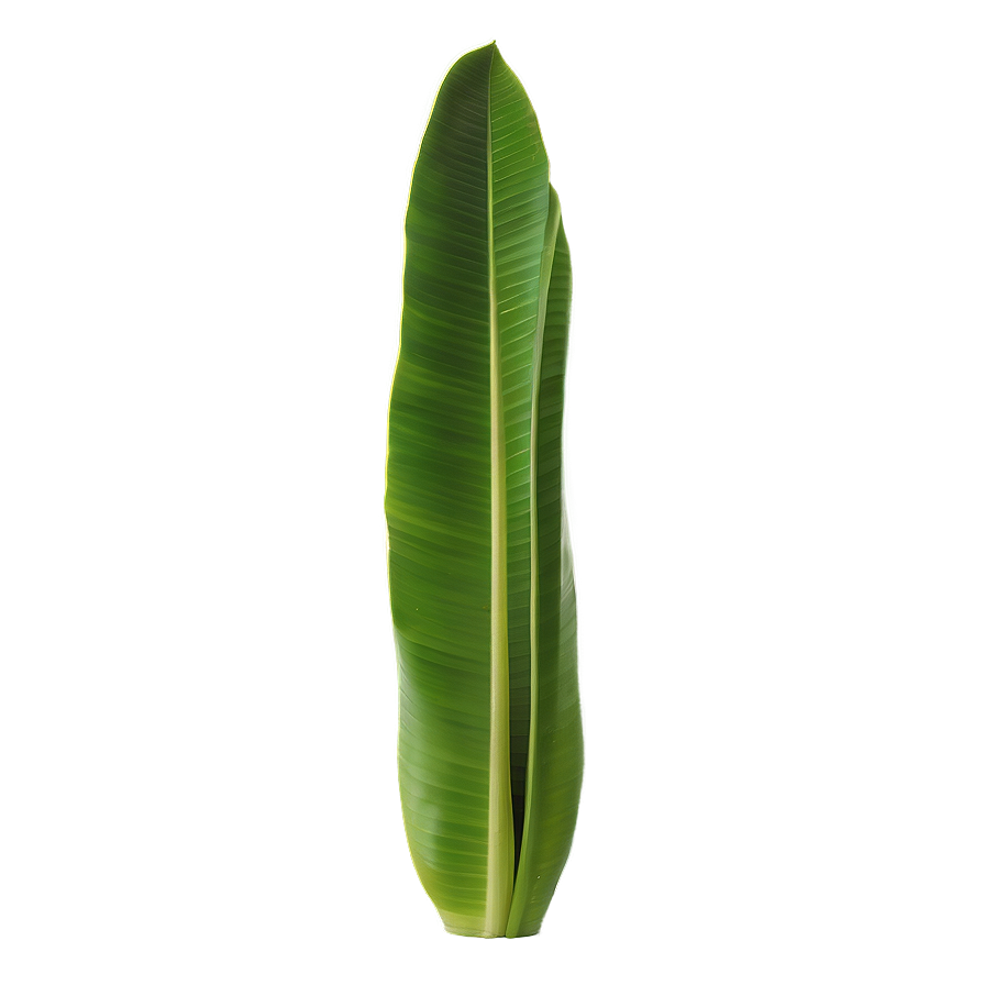 Isolated Banana Leaf Png 8