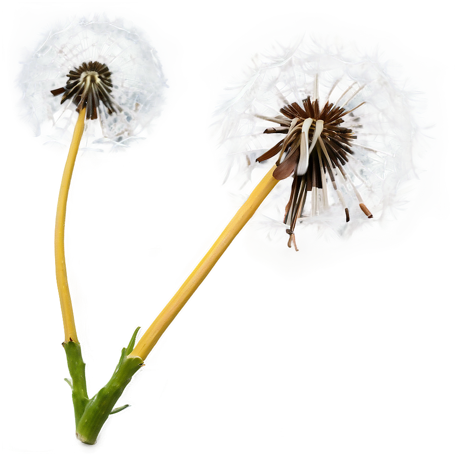 Isolated Dandelion Png 51