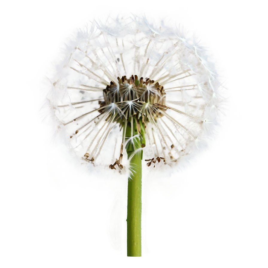 Isolated Dandelion Png Vtc