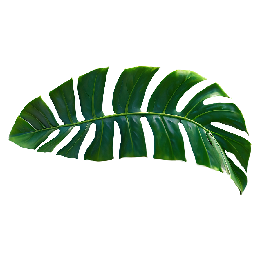 Isolated Monstera Leaf Png 51