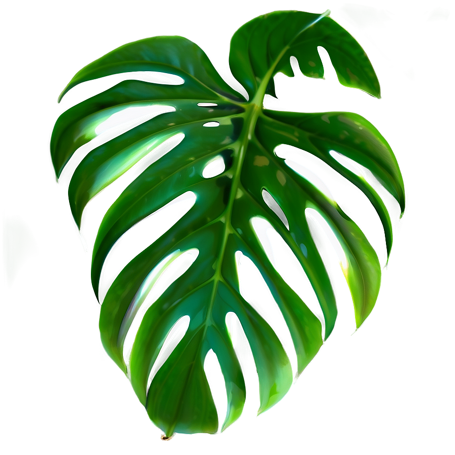 Isolated Monstera Leaf Png Hig26