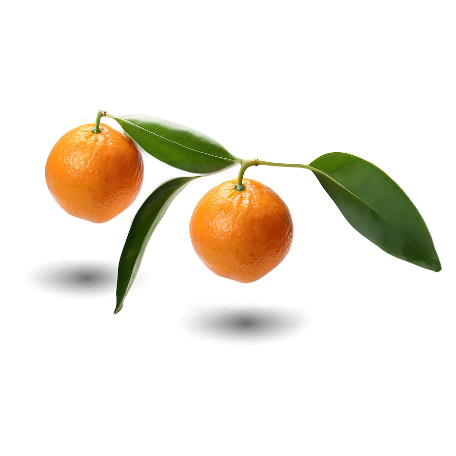 Isolated Orange On White Png 05032024