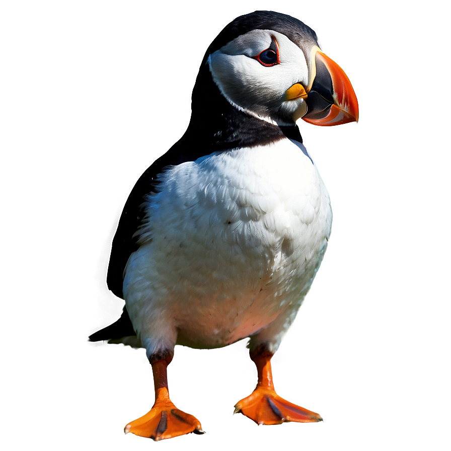 Isolated Puffin Png 24