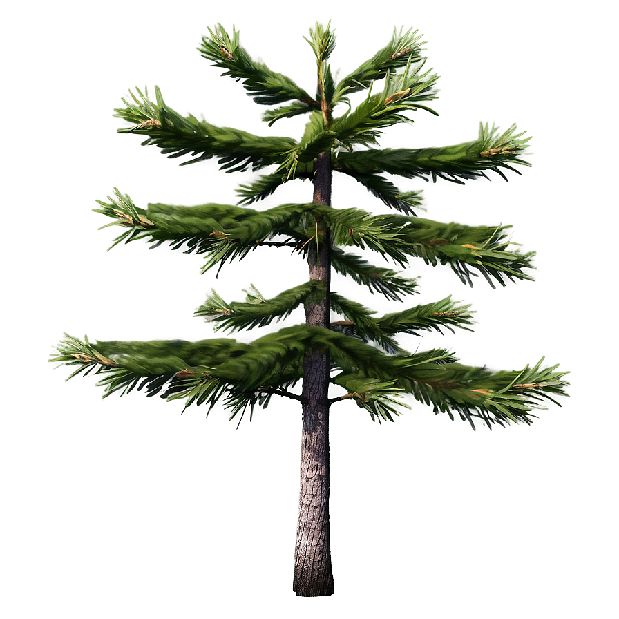 Isolated Spruce Tree On White Png Qjl