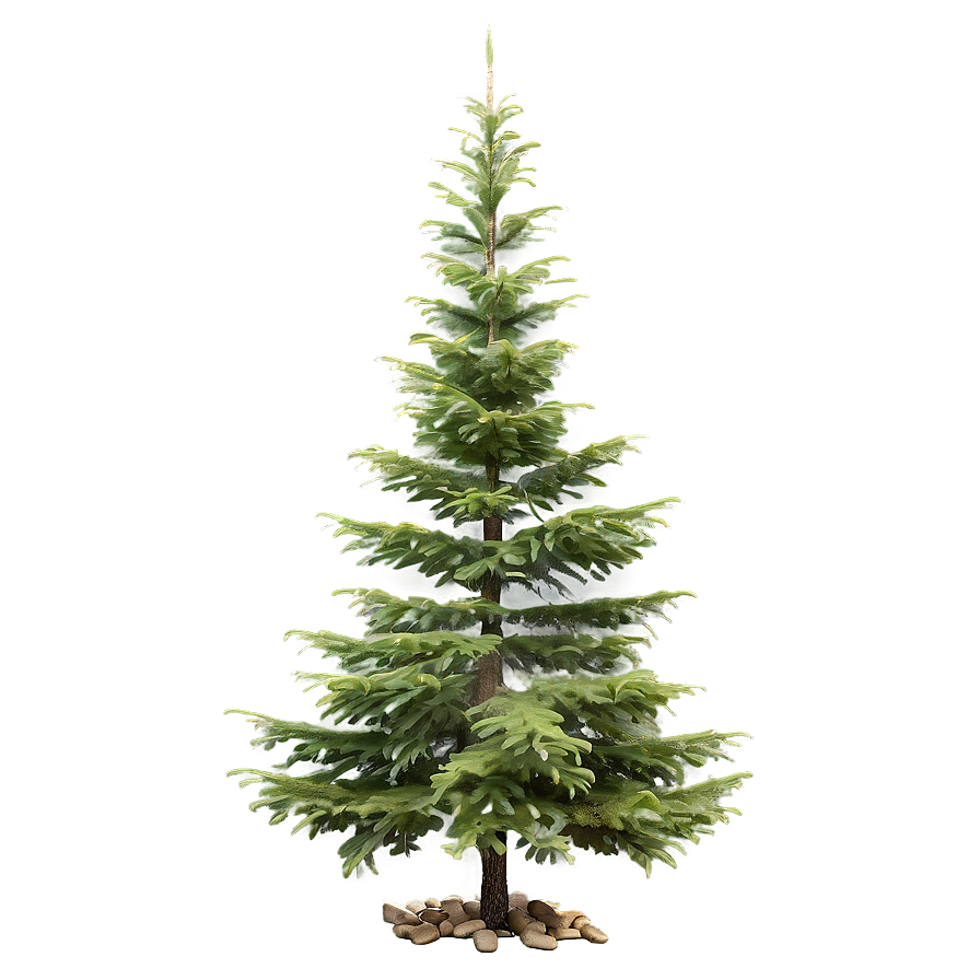 Isolated Spruce Tree On White Png Xhn90