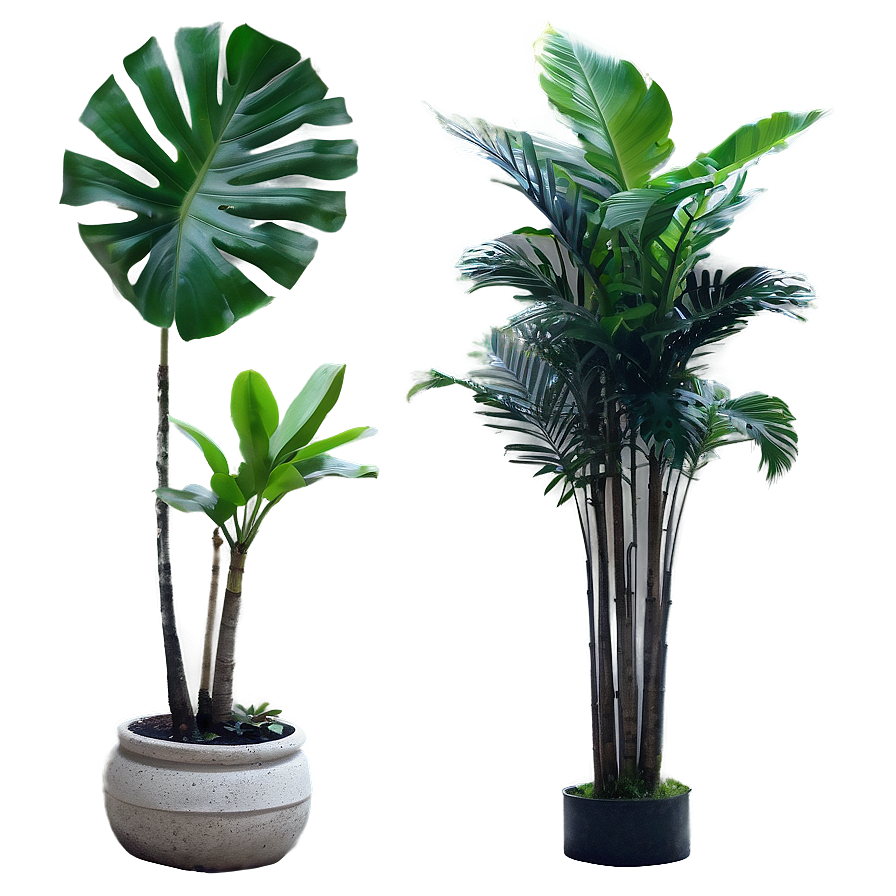 Isolated Tropical Plants Png 54