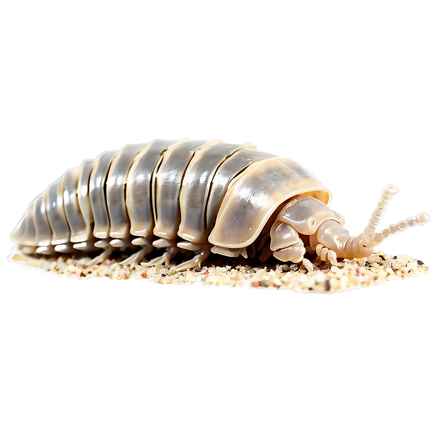 Isopod On Land Png 06292024