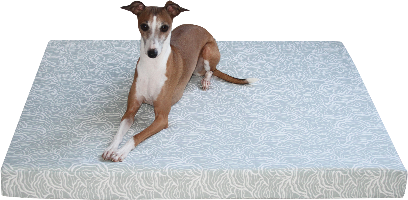 Italian Greyhound On Mattress