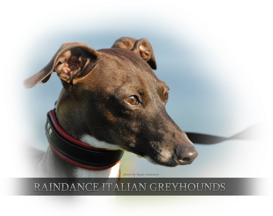 Italian Greyhound Portrait