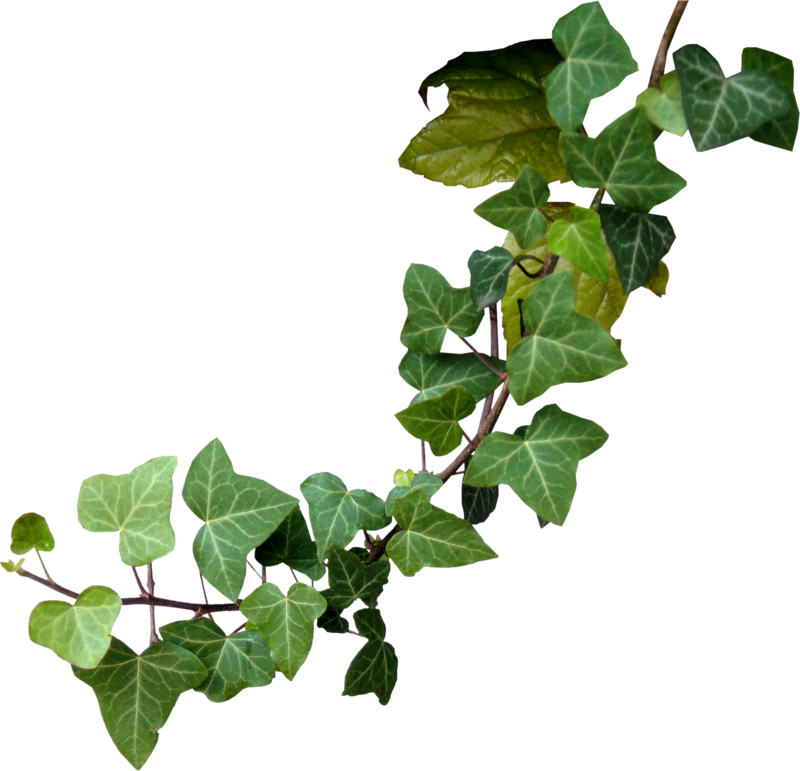 Ivy Branch Transparent Background