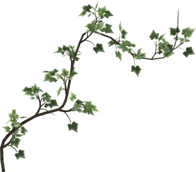 Ivy Branch Transparent Background