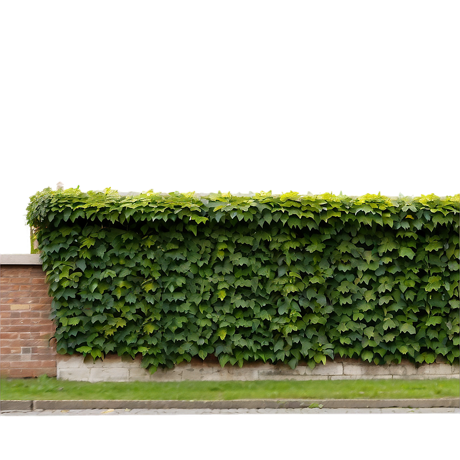 Ivy Covered Wall Png Mhm