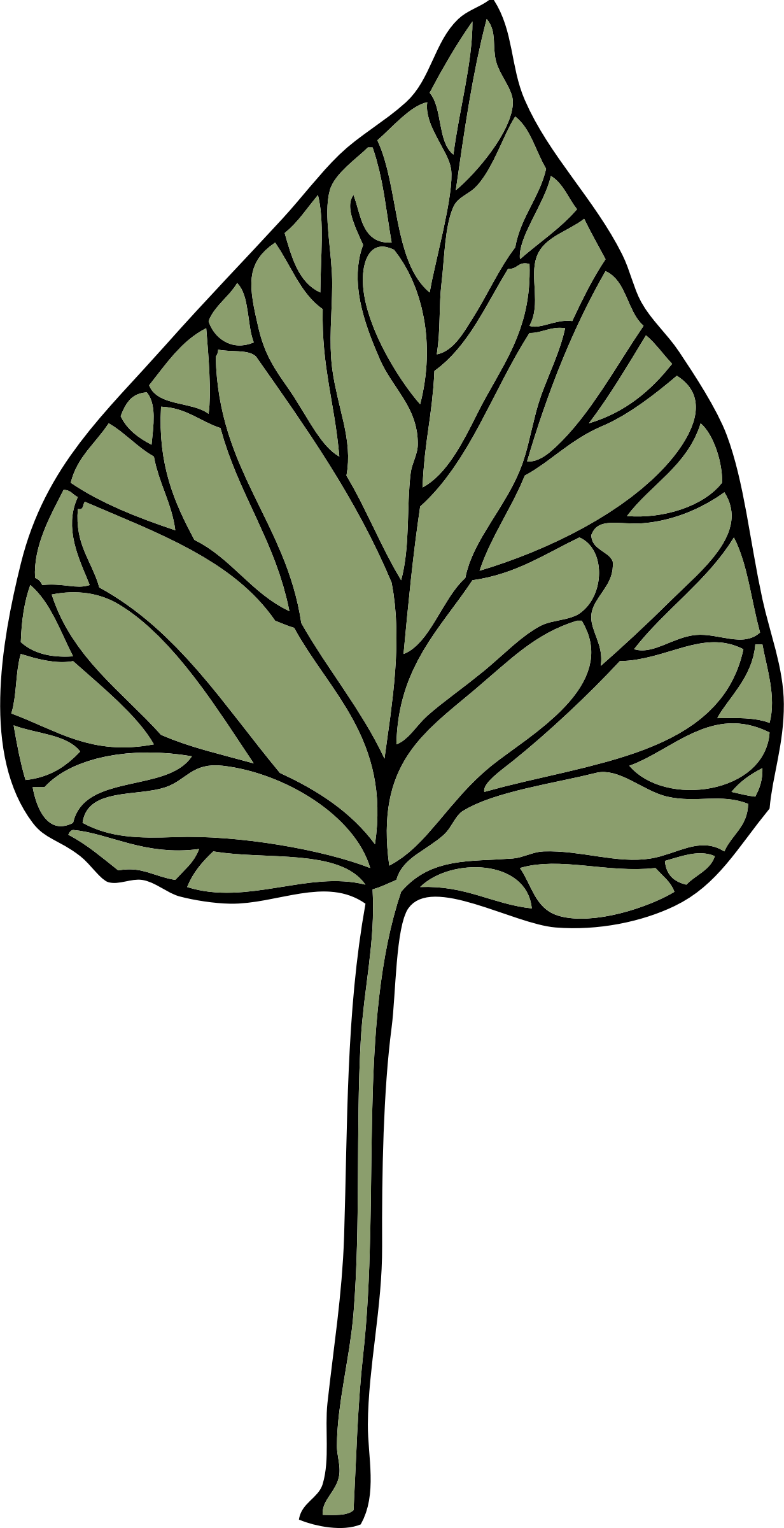 Ivy Leaf Illustration