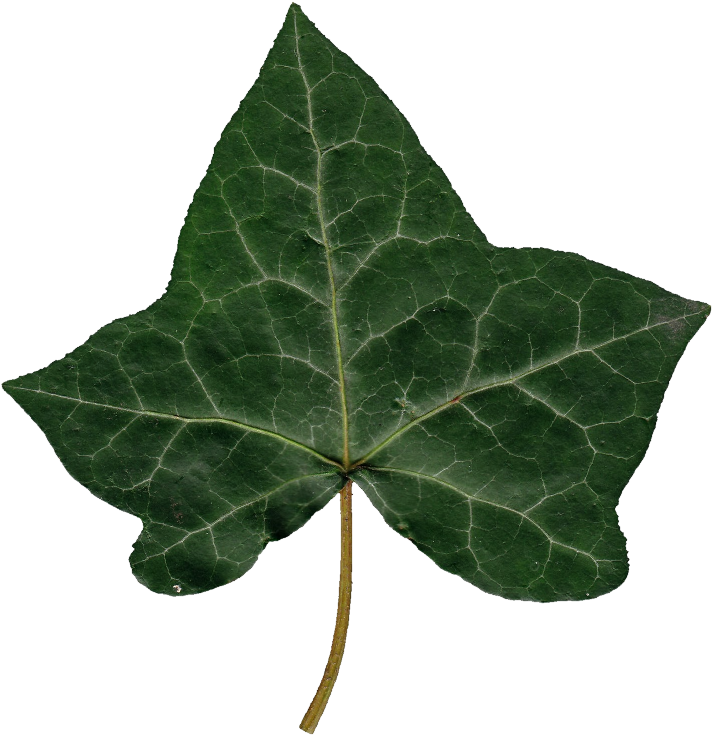 Ivy Leaf Single Isolated