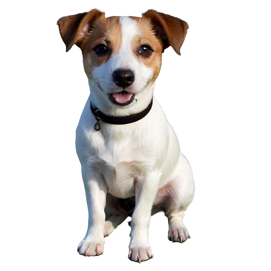 Jack Russell Dog Png 06292024