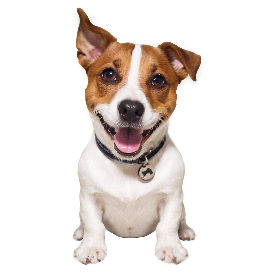 Jack Russell Dog Smile Png Uan