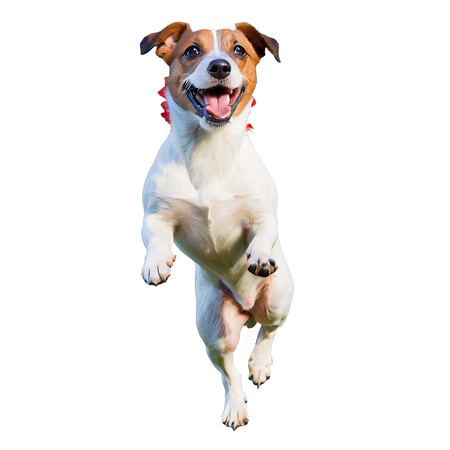 Jack Russell In Action Png Xnh57