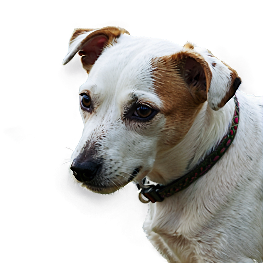 Jack Russell In Park Png Epx23