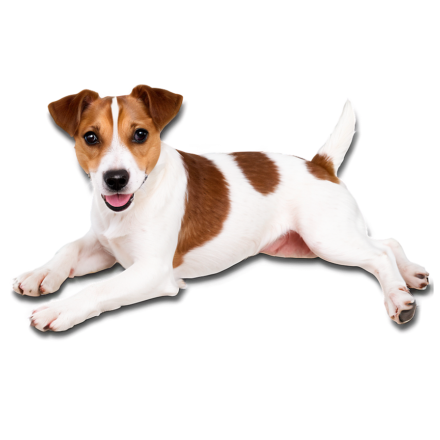 Jack Russell Laying Down Png 06292024