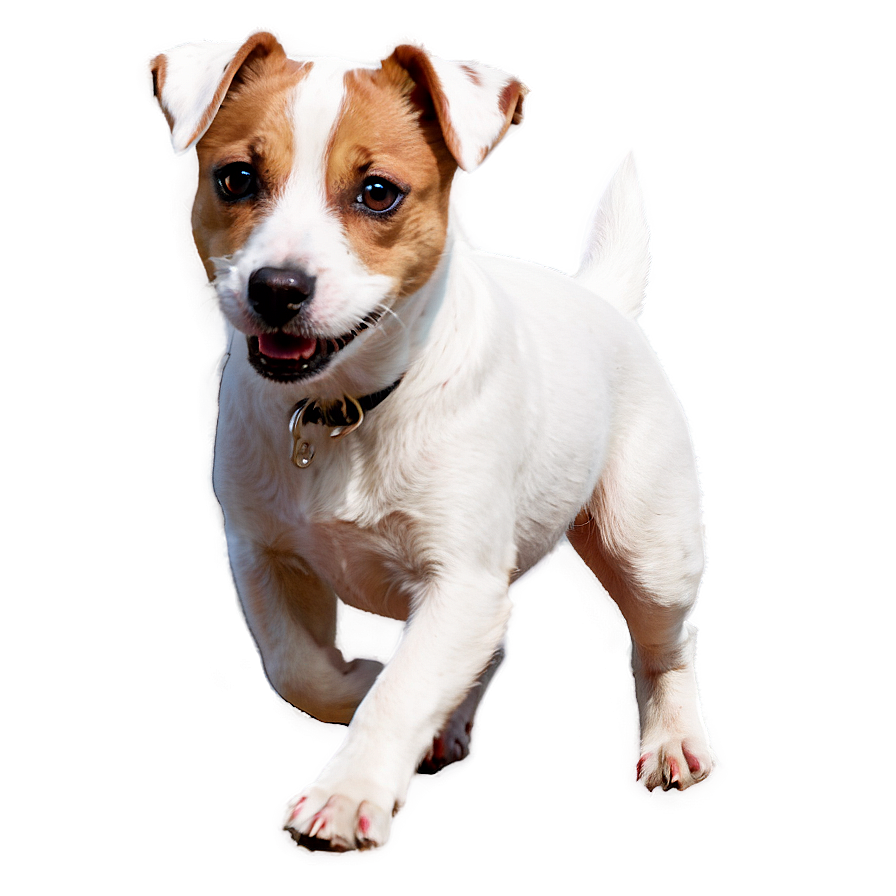 Jack Russell On Walk Png 06292024