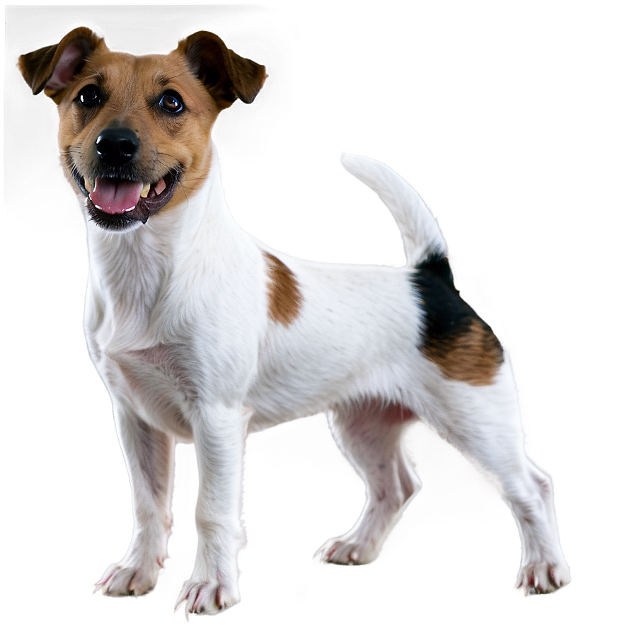 Jack Russell Terrier Ears Png 06292024