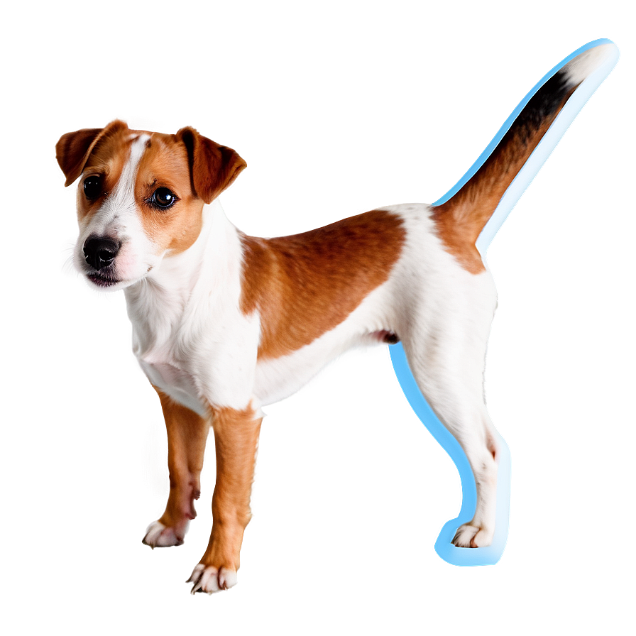 Jack Russell Terrier Ears Png Pip5