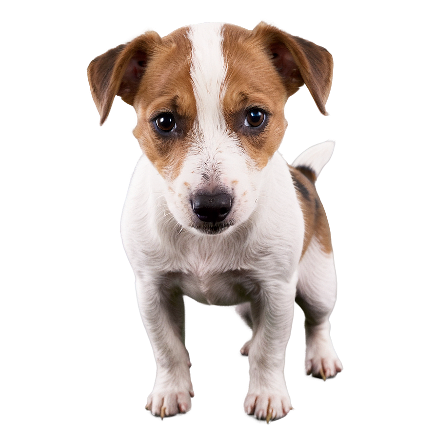 Jack Russell Terrier Face Png 06292024